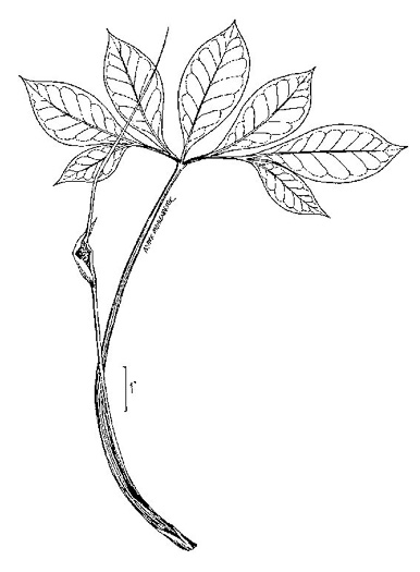 image of Arisaema species 1, Green Dragon