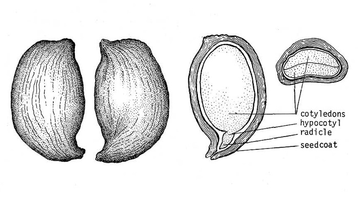 image of Aronia melanocarpa, Black Chokeberry