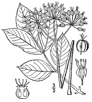 image of Aralia nudicaulis, Wild Sarsaparilla