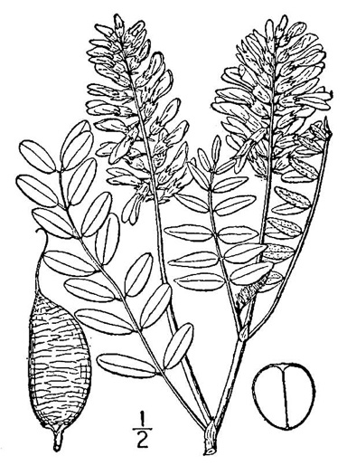 image of Astragalus canadensis var. canadensis, Canada Milkvetch