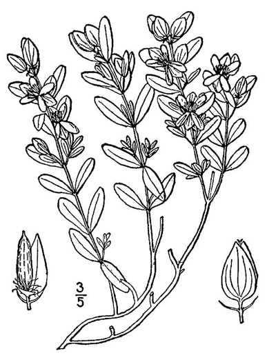 image of Hypericum hypericoides, St. Andrew's Cross