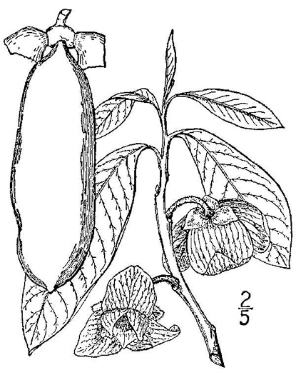 image of Asimina triloba, Common Pawpaw, Indian-banana