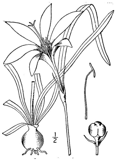 image of Zephyranthes atamasco, Common Atamasco-lily, Rain-lily, Easter Lily, Naked Lily