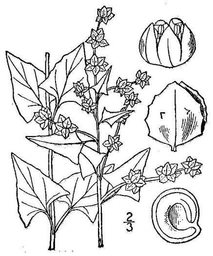 image of Atriplex prostrata, Thinleaf Orach, Fat-hen, Triangle Orach