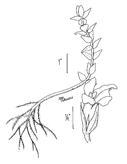 image of Bacopa caroliniana, Blue Water-hyssop, Sweet Water-hyssop, Carolina Water-hyssop, Lemon Bacopa