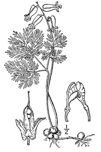 image of Dicentra canadensis, Squirrel Corn