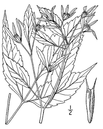 image of Bidens discoidea, Few-bracted Beggar-ticks, Small Beggarticks