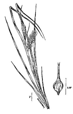 image of Carex baileyi, Bailey's Sedge