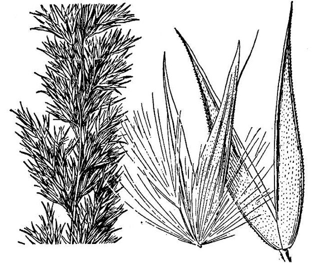 image of Greeneochloa coarctata, Nuttall's Reedgrass