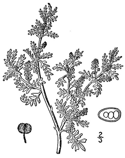 image of Lepidium didymum, Wart-cress, Lesser Swine-cress