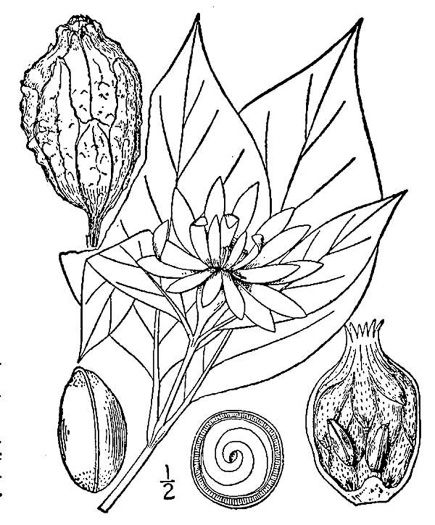 image of Calycanthus floridus, Sweetshrub, Carolina Allspice, Strawberry-shrub