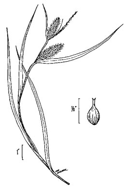 image of Carex lurida, Sallow Sedge