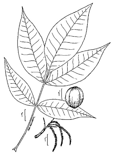 image of Carya ovata, Common Shagbark Hickory