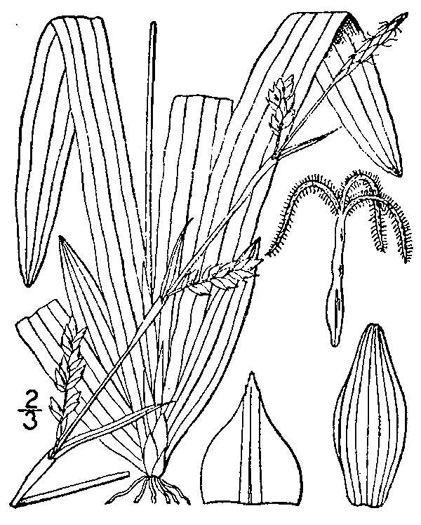 image of Carex plantaginea, Seersucker Sedge, Plantainleaf Sedge