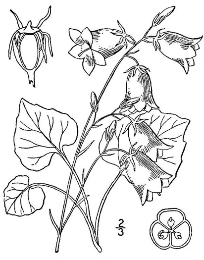 image of Campanula rotundifolia, Harebell, Bluebell, Bluebell-of-Scotland, Scotch Harebell