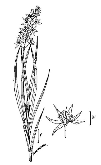 Camassia scilloides, Wild Hyacinth, Eastern Camas Lily, Quamash Lily