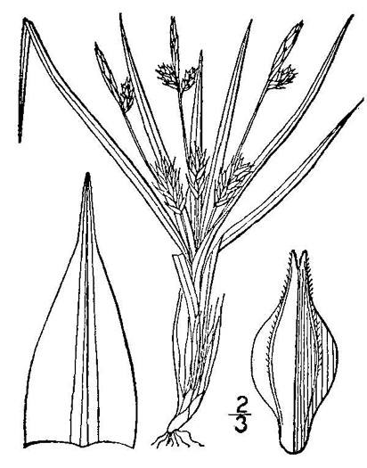 image of Carex umbellata, Parasol Sedge