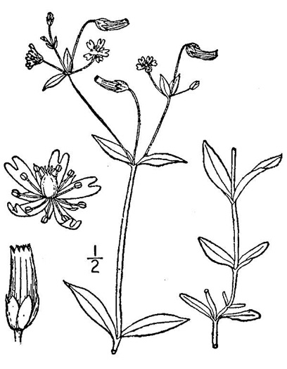 image of Cerastium nutans, Nodding Mouse-ear Chickweed, Nodding Chickweed