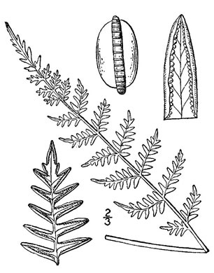 drawing of Myriopteris alabamensis, Alabama Lipfern, Smooth Lipfern