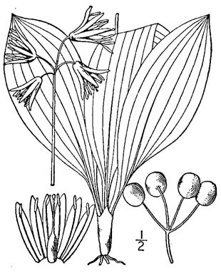 image of Clintonia borealis, Bluebead-lily, Clinton's Lily, Yellow Clintonia, Yellow Bead Lily