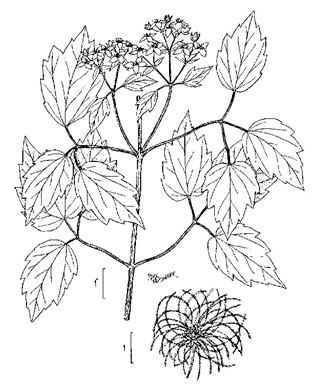 image of Clematis virginiana, Virgin's Bower