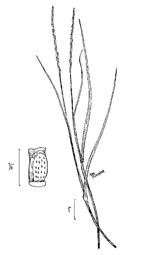 image of Mnesithea cylindrica, Carolina Jointgrass