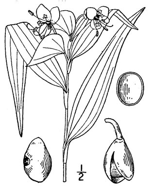 image of Commelina virginica, Virginia Dayflower