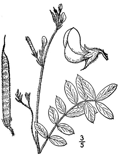 image of Tephrosia spicata, Spiked Hoary-pea, Brown-hair Tephrosia, Tawny Goat's Rue