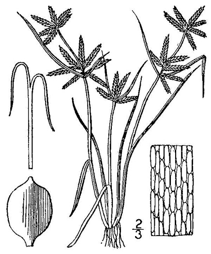 image of Cyperus flavescens, Yellow Flatsedge