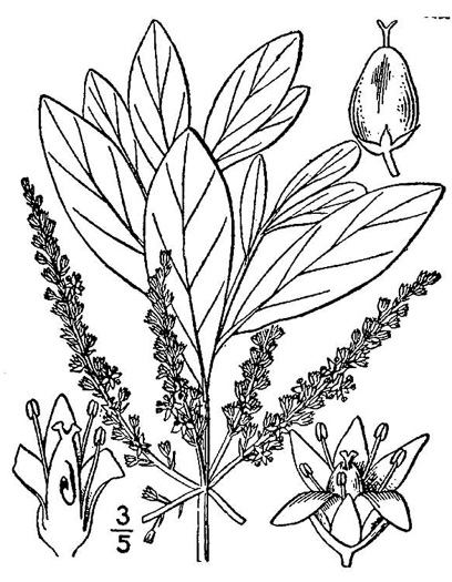 image of Cyrilla racemiflora, Titi, Swamp Cyrilla, Leatherwood