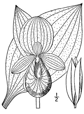 image of Cypripedium reginae, Showy Lady's Slipper, Queen Lady's Slipper