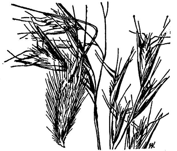 image of Danthonia sericea, Silky Oatgrass, Downy Oatgrass, Downy Danthonia