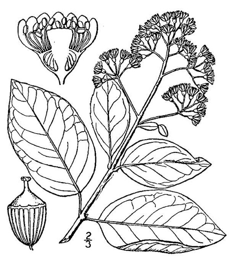 image of Hydrangea barbara, Climbing Hydrangea, Woodvamp, Decumaria, Decumary