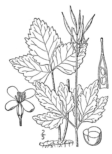 image of Cardamine diphylla, Broadleaf Toothwort, Crinkleroot, Pepperroot, Two-leaved Toothwort