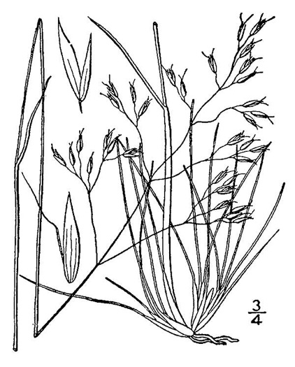 image of Avenella flexuosa, Appalachian Hairgrass, Crinkled Hairgrass, Common Hairgrass, Wavy Hairgrass