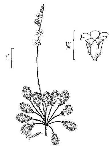 image of Drosera intermedia, Water Sundew, Spoonleaf Sundew