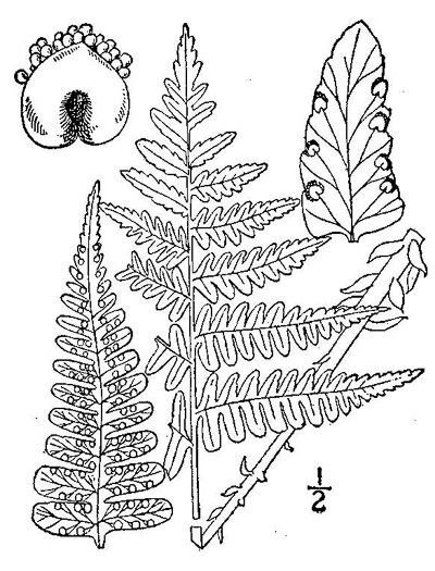 image of Dryopteris marginalis, Marginal Woodfern, Marginal Shield-fern