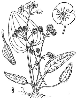 image of Echinodorus cordifolius, Creeping Burhead, Creeping Water-plantain