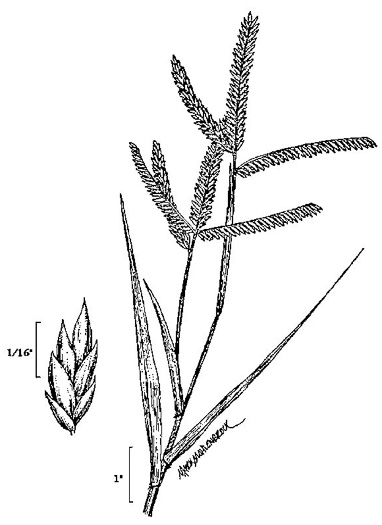 image of Eleusine indica, Goosegrass, Yard Grass, Indian Goose-grass