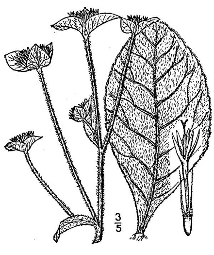 drawing of Elephantopus tomentosus, Common Elephant's Foot, Upland Elephant's Foot, Woodland Elephant's Foot