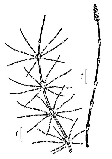 image of Equisetum arvense, Field Horsetail, Bottlebrush Horsetail