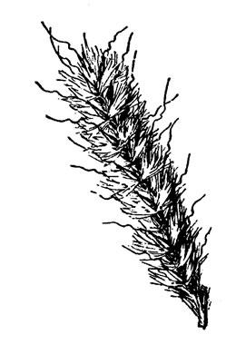 image of Erianthus alopecuroides, Silver Plumegrass