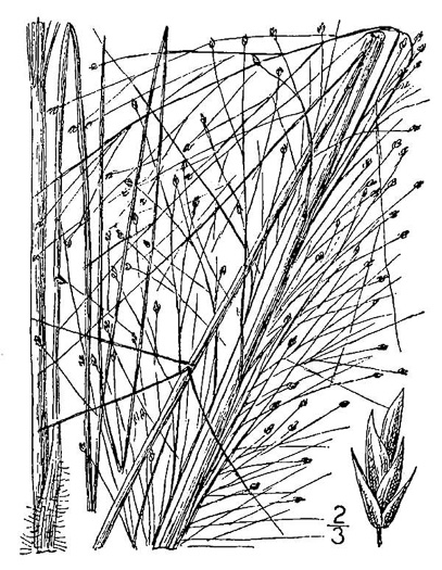 image of Eragrostis hirsuta, Bigtop Lovegrass