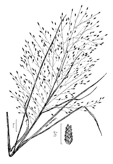 image of Eragrostis spectabilis, Purple Lovegrass, Tumblegrass