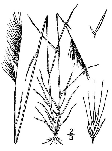 image of Festuca myuros, Rat-tail Fescue