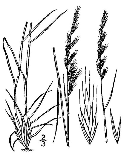 image of Festuca octoflora var. octoflora, Southern Six-weeks Fescue