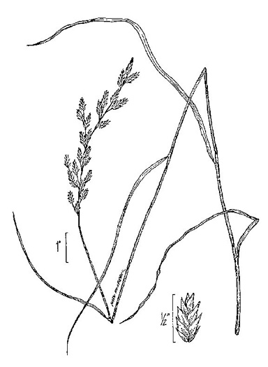 image of Lolium pratense, Meadow Fescue