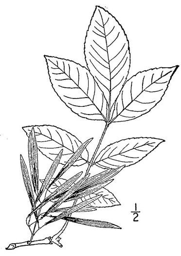 image of Fraxinus pennsylvanica, Green Ash, Red Ash