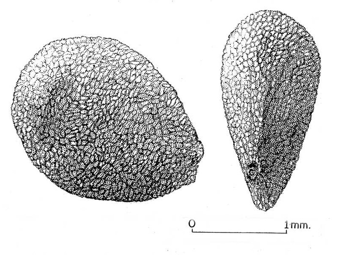 image of Gaylussacia baccata, Black Huckleberry, Crackleberry