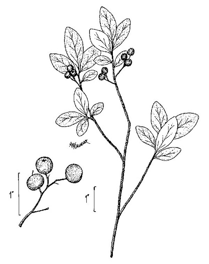 image of Gaylussacia frondosa, Dangleberry